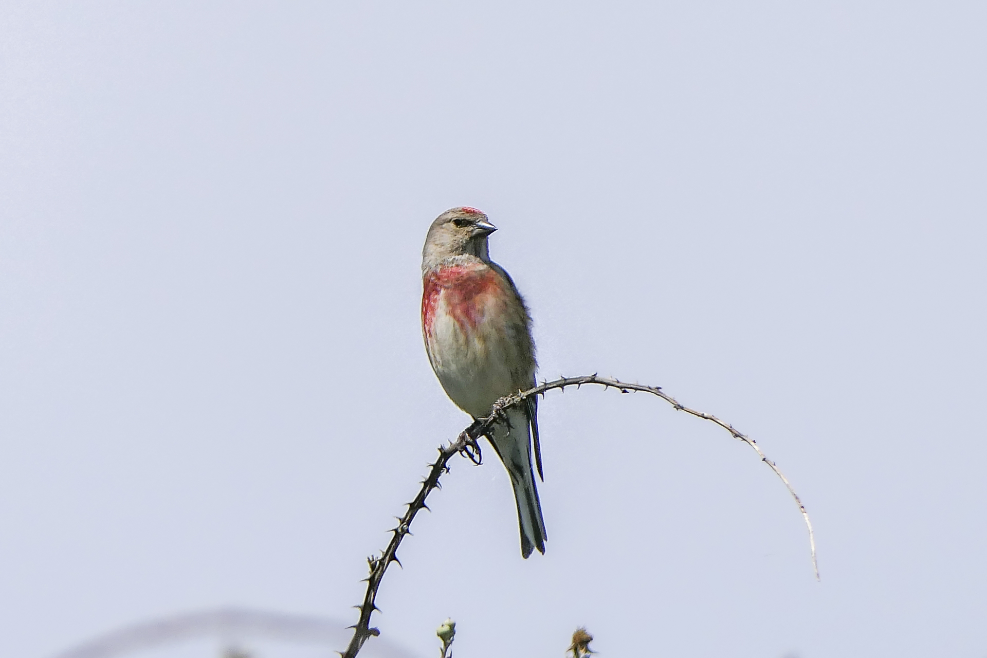 Linotte mélodieuse
