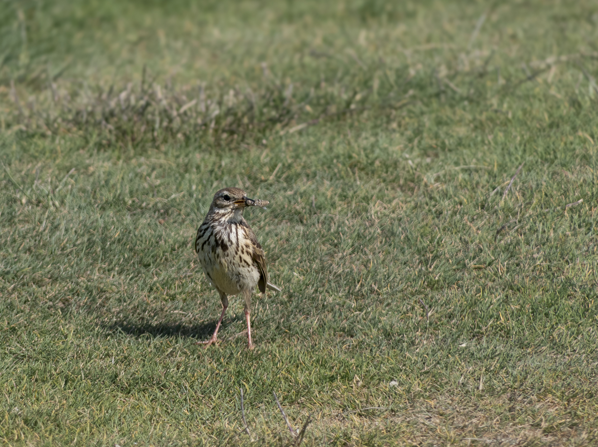 Pipit farlouse