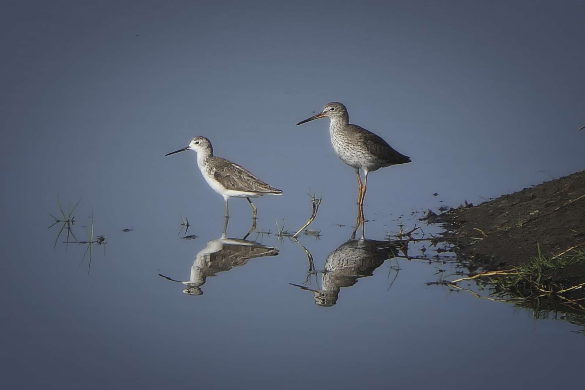 Découverte des oiseaux du Hâble d'Ault