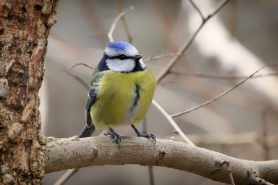 Découverte des oiseaux de la forêt d'Ermenonville