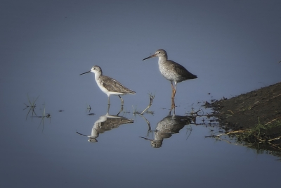 Découverte des oiseaux du Hâble d'Ault